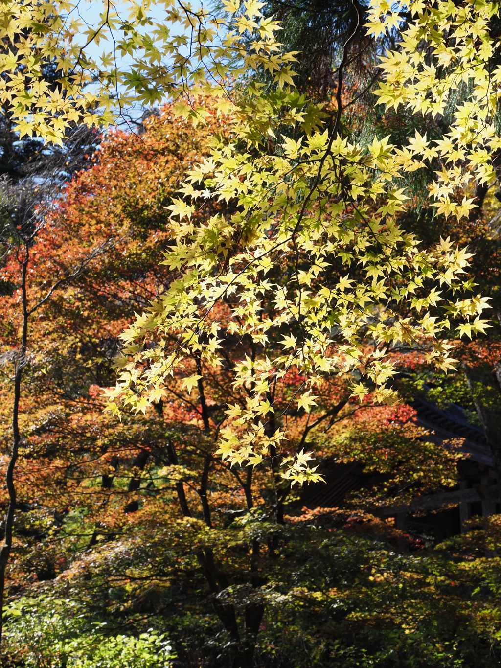 光前寺の彩（１）