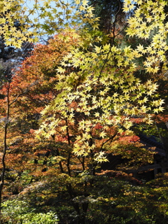 光前寺の彩（１）
