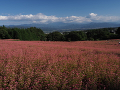 赤そばの里