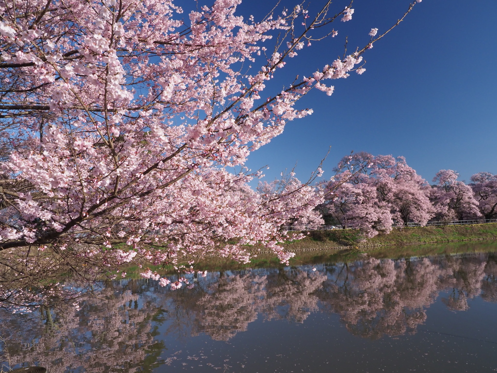 桜に抜けるような青空