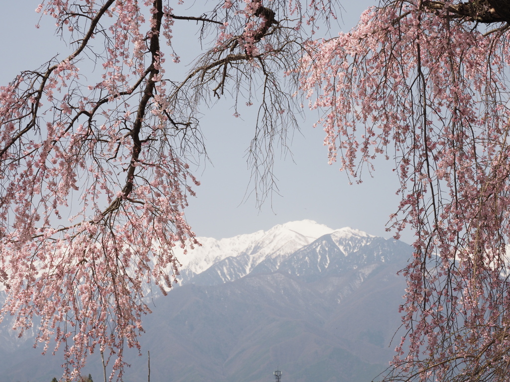 桜に冠雪