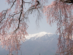 桜に冠雪
