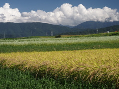 秋の田園風景