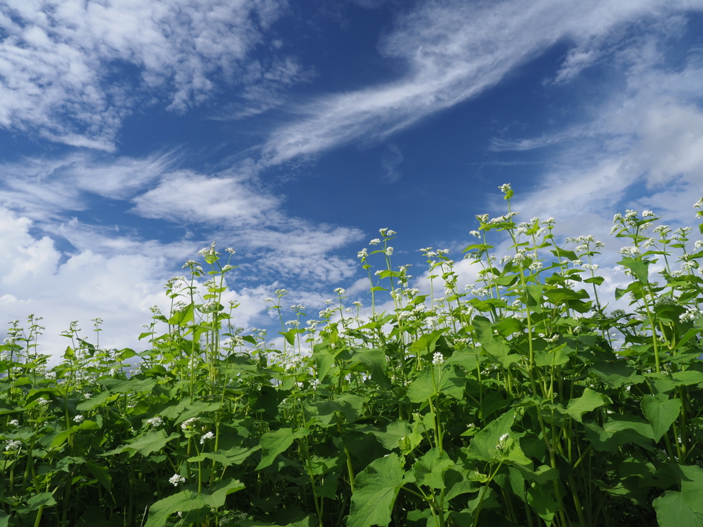 蕎麦と青空