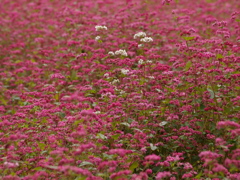 赤に白ソバひとつ