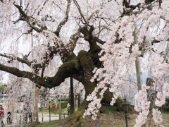 舞台桜
