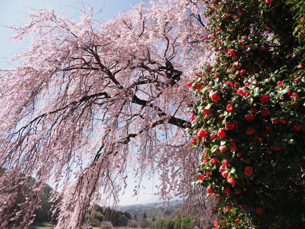 吉瀬の枝垂れ桜（３）