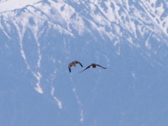 アルプスを背に飛翔