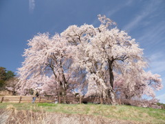 勝間薬師堂の枝垂れ桜