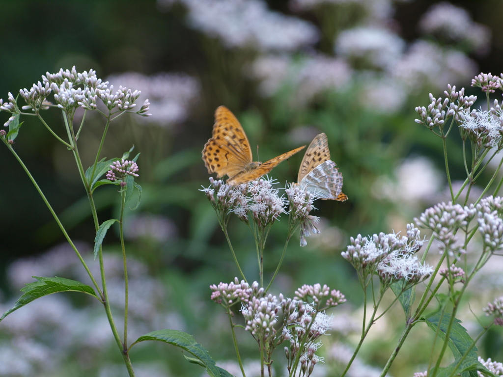 アサギマダラの里にて