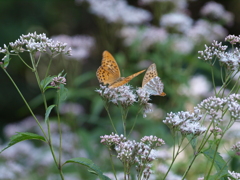 アサギマダラの里にて