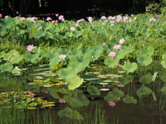 蓮池
