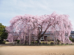 校庭の枝垂れ桜