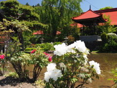 牡丹咲く寺