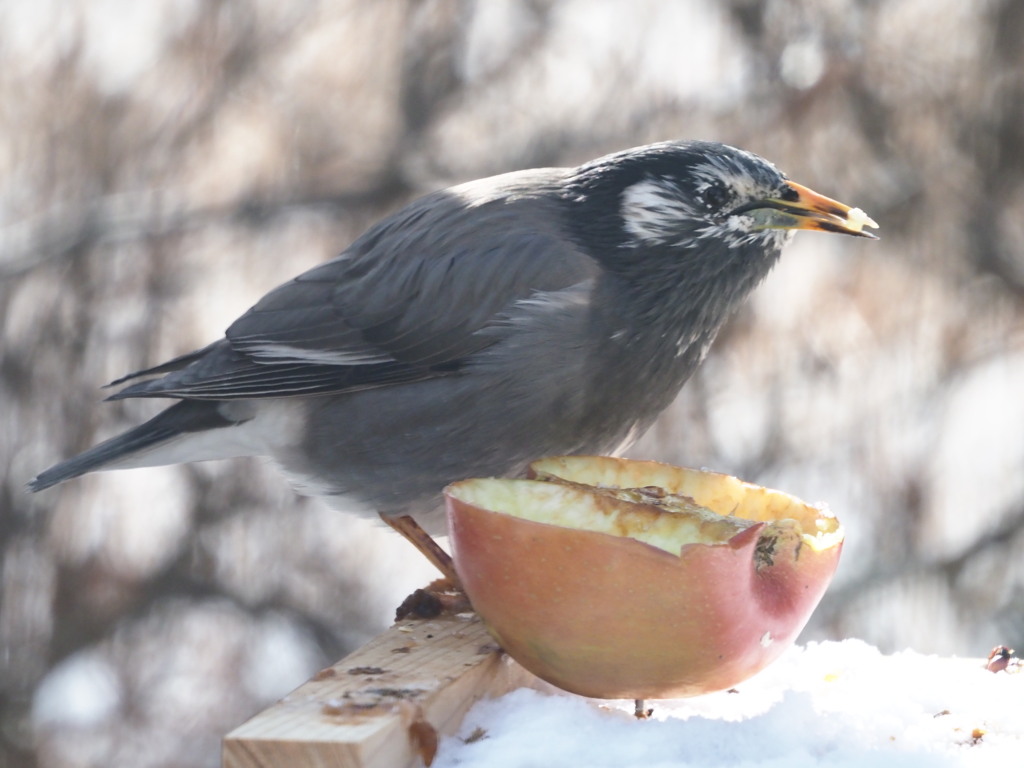 今日の野鳥（２）
