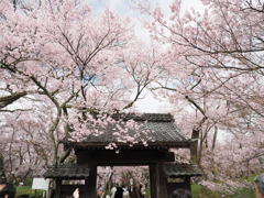 高遠城址にて（１）