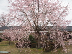 若い桜