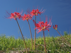 田んぼの土手に咲く
