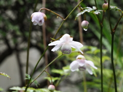雨に濡れて