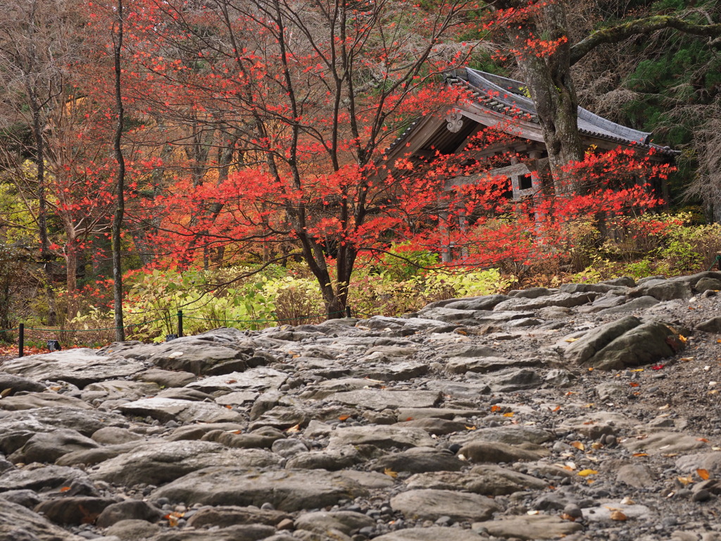 光前寺の紅葉（７）