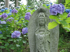 紫陽花に囲まれて