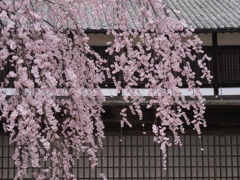 舞台桜