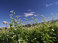 蕎麦と青い空