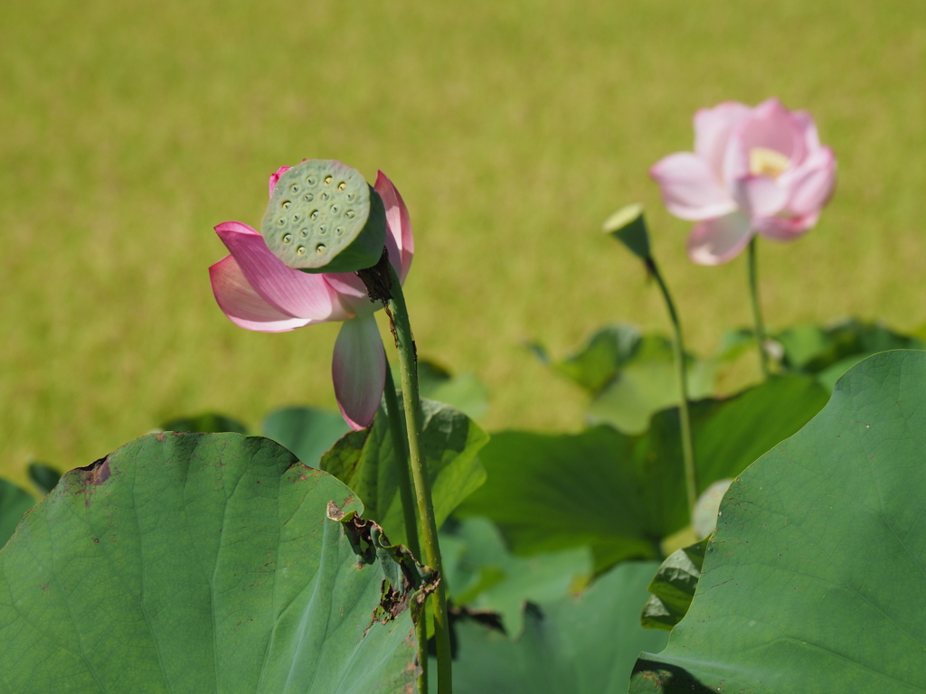 そろそろお終いです