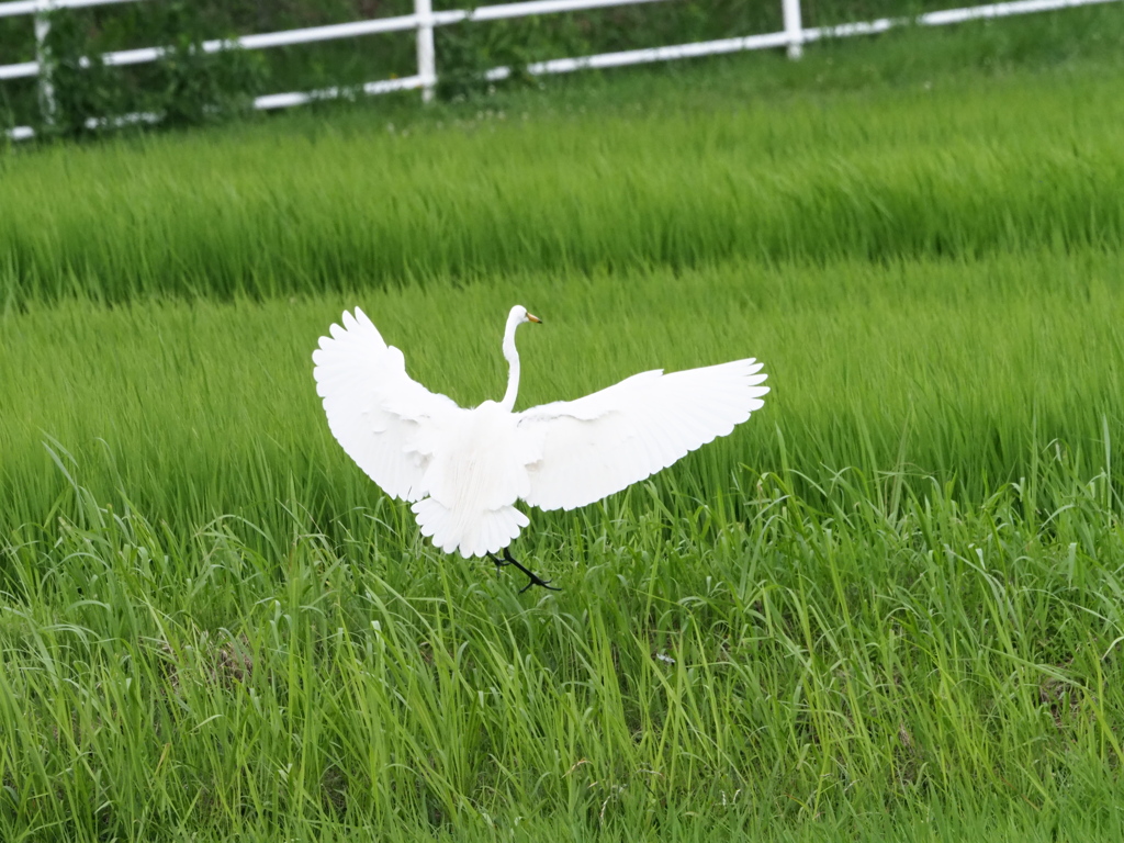 君を追って
