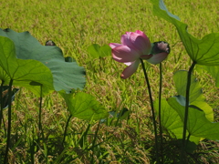 稲穂に蓮の花