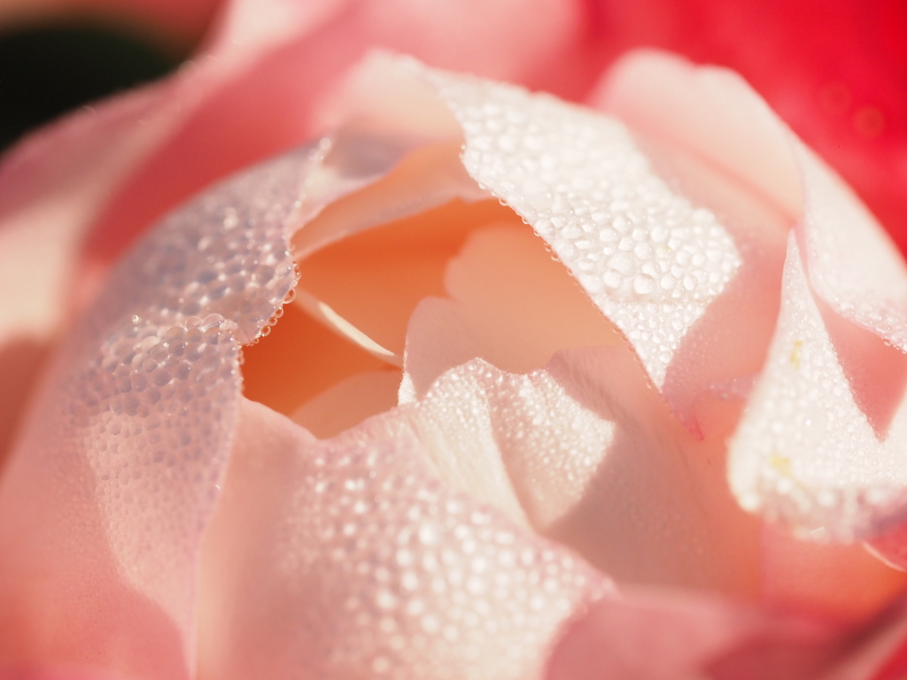 薔薇の涙