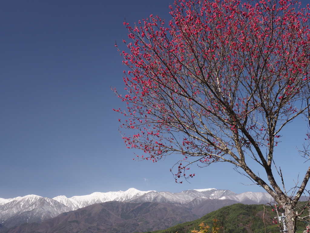 紅梅とアルプス（１）