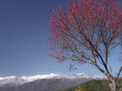 紅梅とアルプス（１）