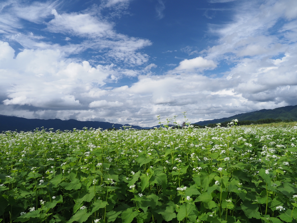 初秋の空に蕎麦畑