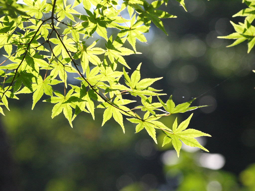 山野草園にて（３）