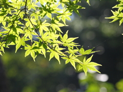 山野草園にて（３）