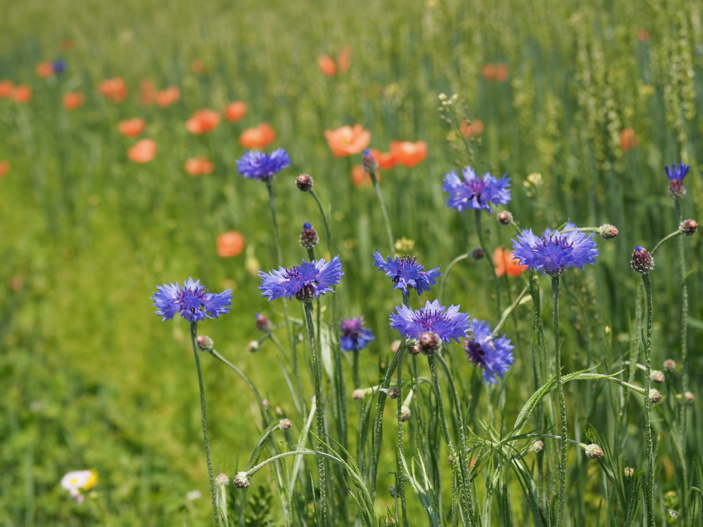 麦畑も賑やかです。