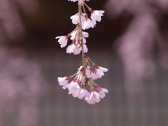 八重桜