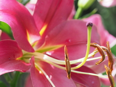 庭の花・パート（２）