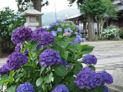 紫陽花寺