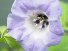 庭の花・パート（５）