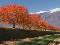 土手の桜も秋一色