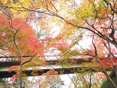高遠城址の彩（５）