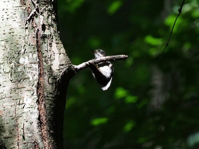 出会えた野鳥達（３）