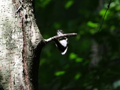 出会えた野鳥達（３）