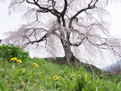 石塚桜