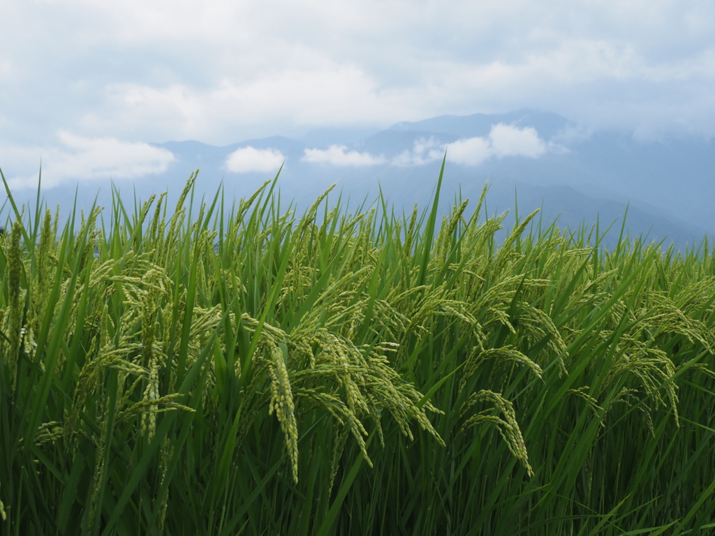 稲穂出揃う