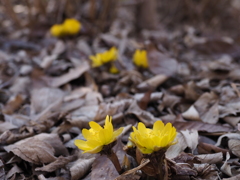 ひっそりと咲く