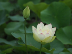 白蓮