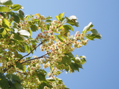 御衣黄桜
